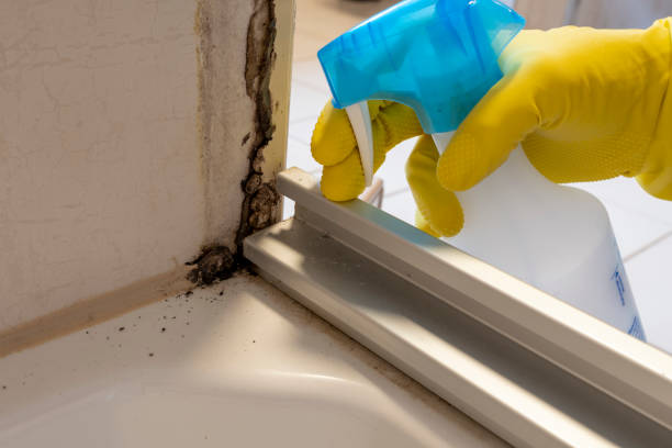 Best Same-Day Mold Removal  in Grand Bay, AL